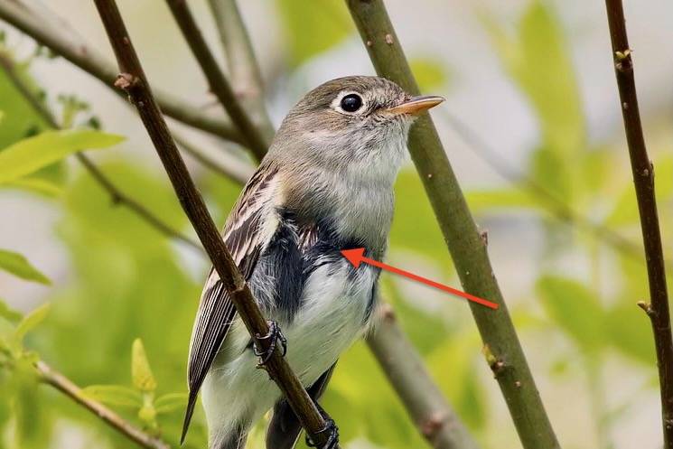 Least Flycatcher by Kelly Colgan Azar is licensed under CC BY-ND 2.0.